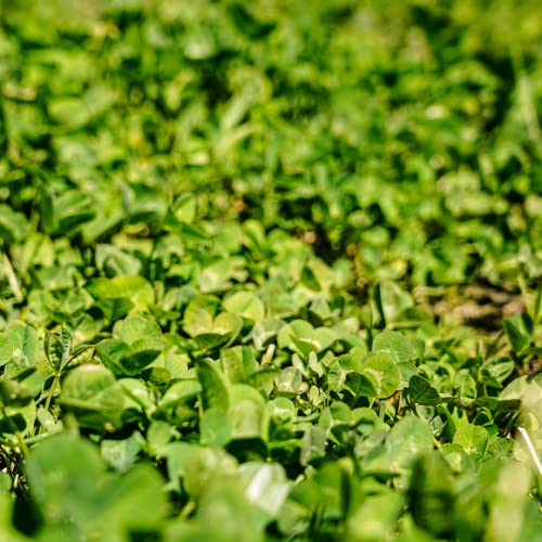 PLT-CLV Premium Clover (1/3 acre) 33% MORE THAN THE COMPETITION