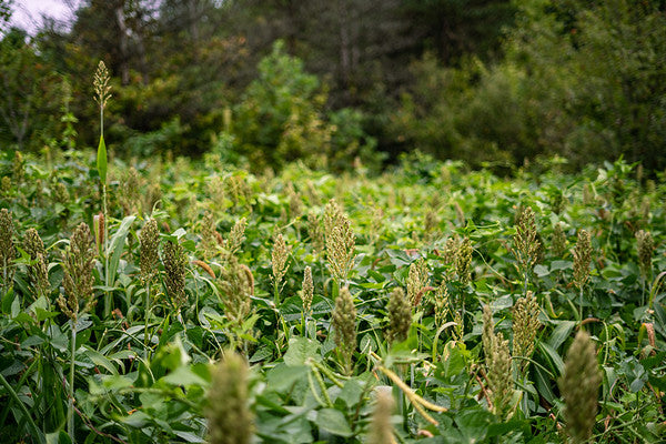 RAK RZR 12.5lb (1/2 ACRE) BLOWOUT SALE