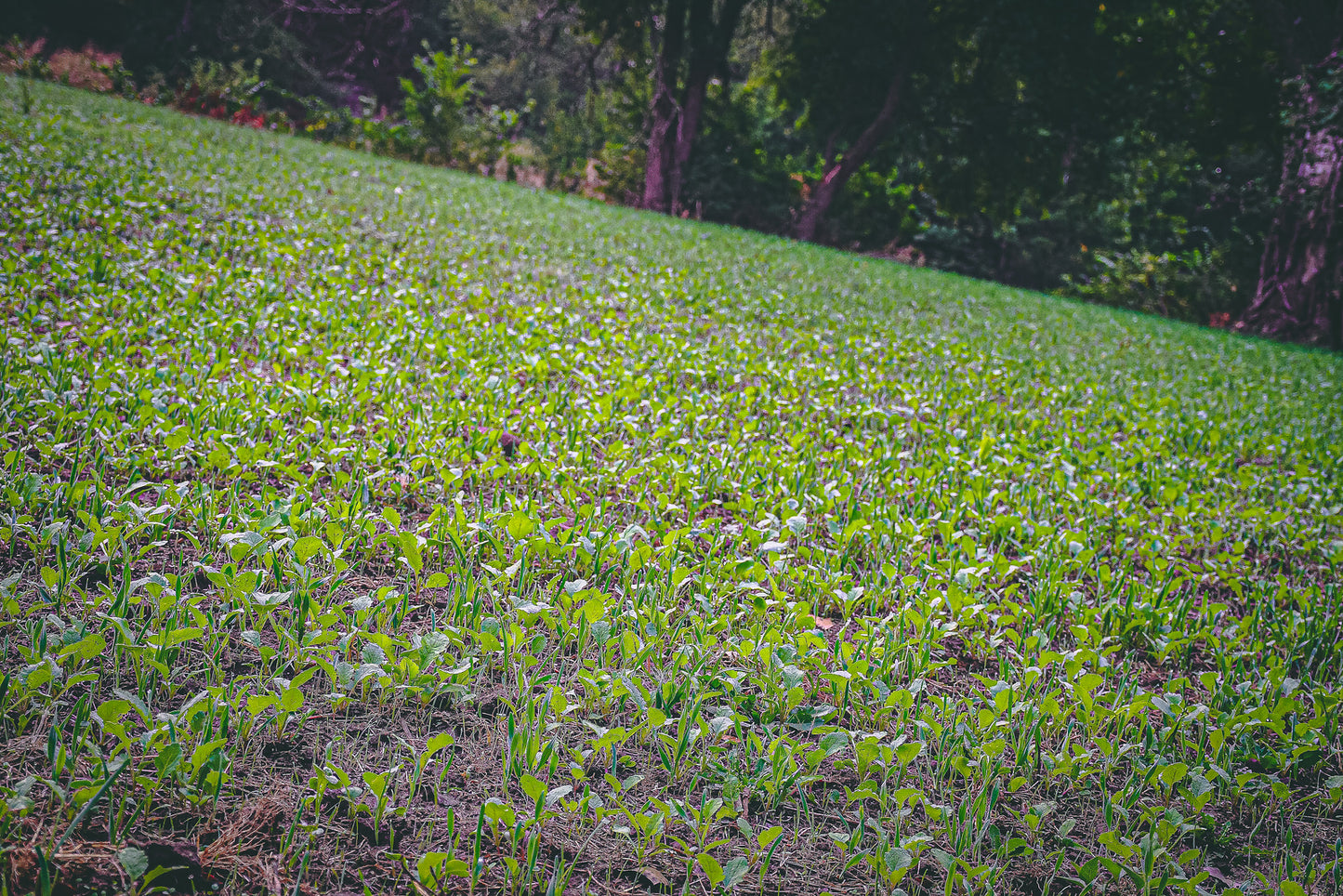 RAK-RPR Fall Mix (1/4 acre)